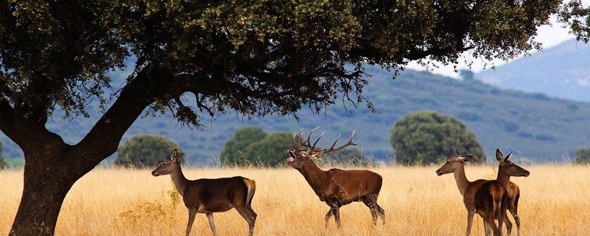 Cabañeros National Park