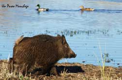 Tablas de Daimiel National Park - Hotel Château Viñasoro