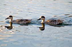 Parque Nacional Tablas de Daimiel - Hotel Château Viñasoro